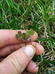 Geranium microphyllum