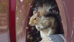 Sciurus carolinensis