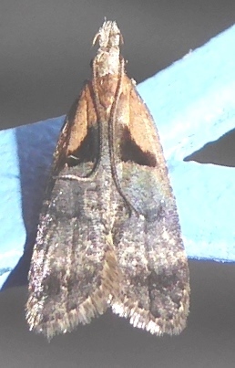 Dichomeris gleba