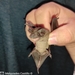 Greenhall's Dog-faced Bat - Photo (c) Melquiades Castillo, some rights reserved (CC BY-NC), uploaded by Melquiades Castillo