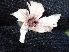 Microbotryum lychnidis-dioicae