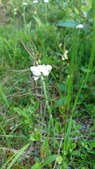 Antennaria dioica