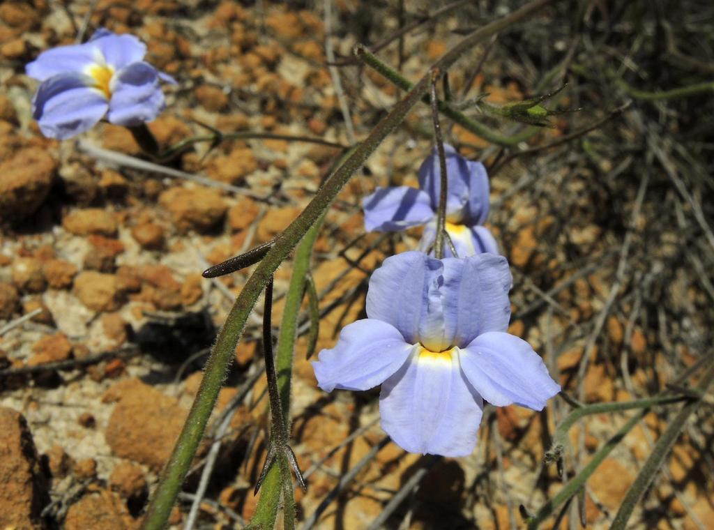 Goodenia caerulea