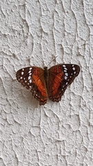 Anartia