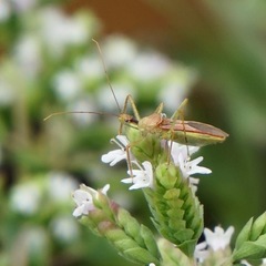 Zelus renardii