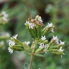 Zelus renardii