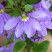 紫扇花 - Photo (c) Clare Snow，保留部份權利CC BY-NC-SA