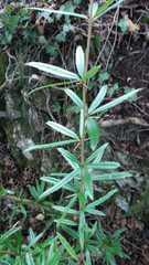 Berberis gagnepainii
