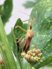 Zelus renardii