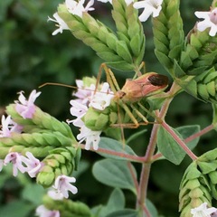 Zelus renardii