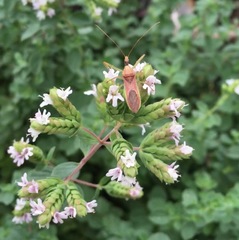 Zelus renardii