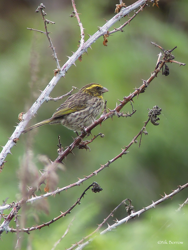 Yellow-browed Seedeater (Crithagra whytii) photo