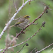 Yellow-browed Seedeater - Photo (c) Nik Borrow, some rights reserved (CC BY-NC), uploaded by Nik Borrow