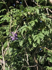 Solanum seaforthianum
