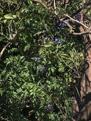 Solanum seaforthianum