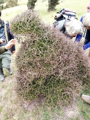 Pittosporum obcordatum