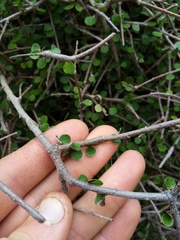 Pittosporum obcordatum