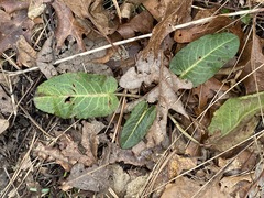 Rumex obtusifolius obtusifolius