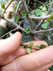 Pittosporum obcordatum