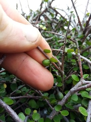 Pittosporum obcordatum