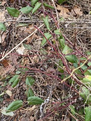 Rose rosette emaravirus