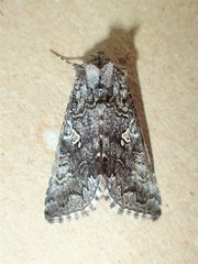 Syngrapha celsa