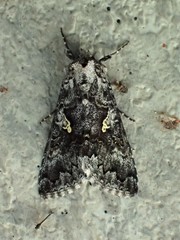 Syngrapha celsa