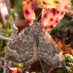 Eulithis destinata
