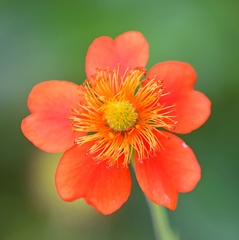 Geum coccineum