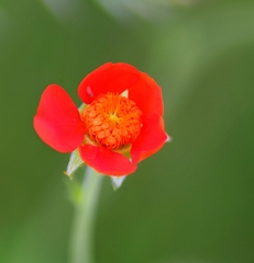Geum coccineum
