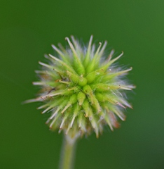 Geum coccineum