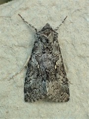 Syngrapha celsa