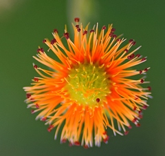 Geum coccineum