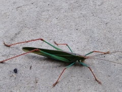Jimenezia elegans