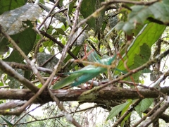 Jimenezia elegans