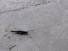 Jimenezia elegans