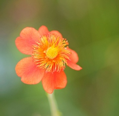Geum coccineum