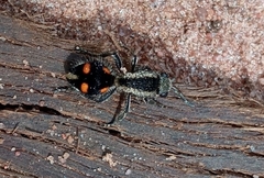 Traumatomutilla quadrum