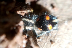 Traumatomutilla quadrum