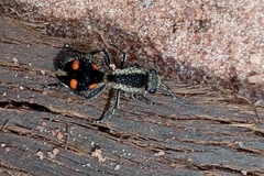 Traumatomutilla quadrum