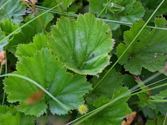 Geum coccineum