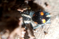 Traumatomutilla quadrum