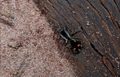 Traumatomutilla quadrum