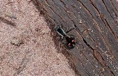 Traumatomutilla quadrum