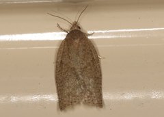 Meritastis laganodes