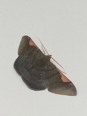 Sphacelodes vulneraria