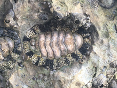 Chitonidae
