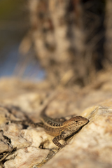 Sceloporus ochoterenae