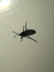 Melacoryphus rubicollis