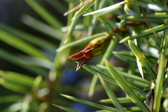 Oligotrophus juniperinus